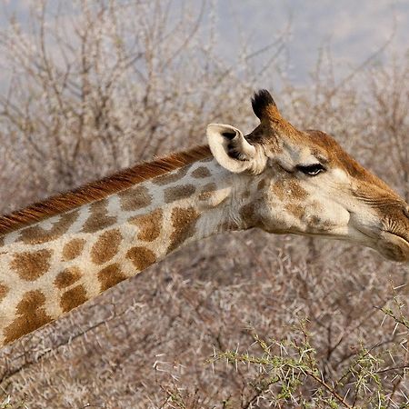 Gabus Game Ranch Villa Otavi Luaran gambar