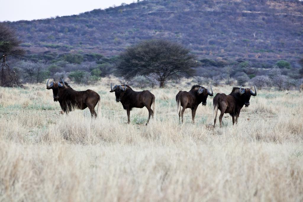 Gabus Game Ranch Villa Otavi Luaran gambar