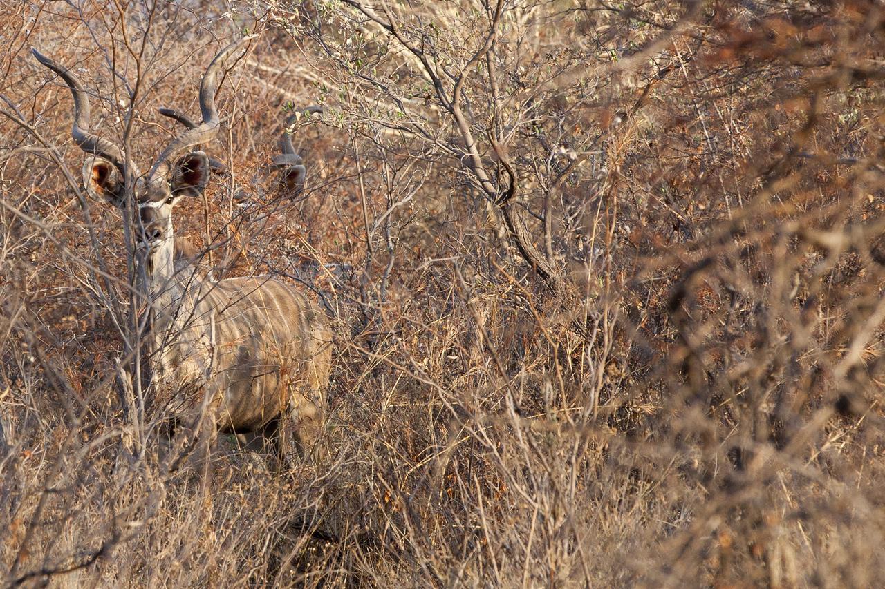 Gabus Game Ranch Villa Otavi Luaran gambar