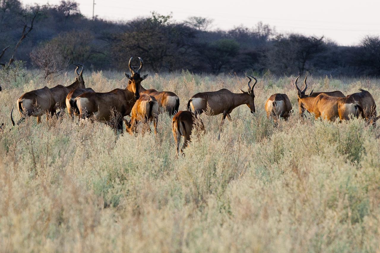 Gabus Game Ranch Villa Otavi Luaran gambar