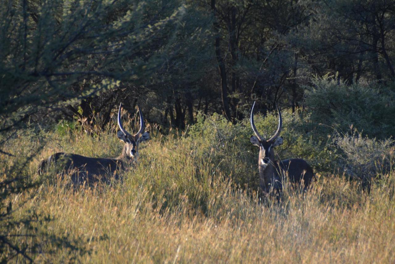 Gabus Game Ranch Villa Otavi Luaran gambar