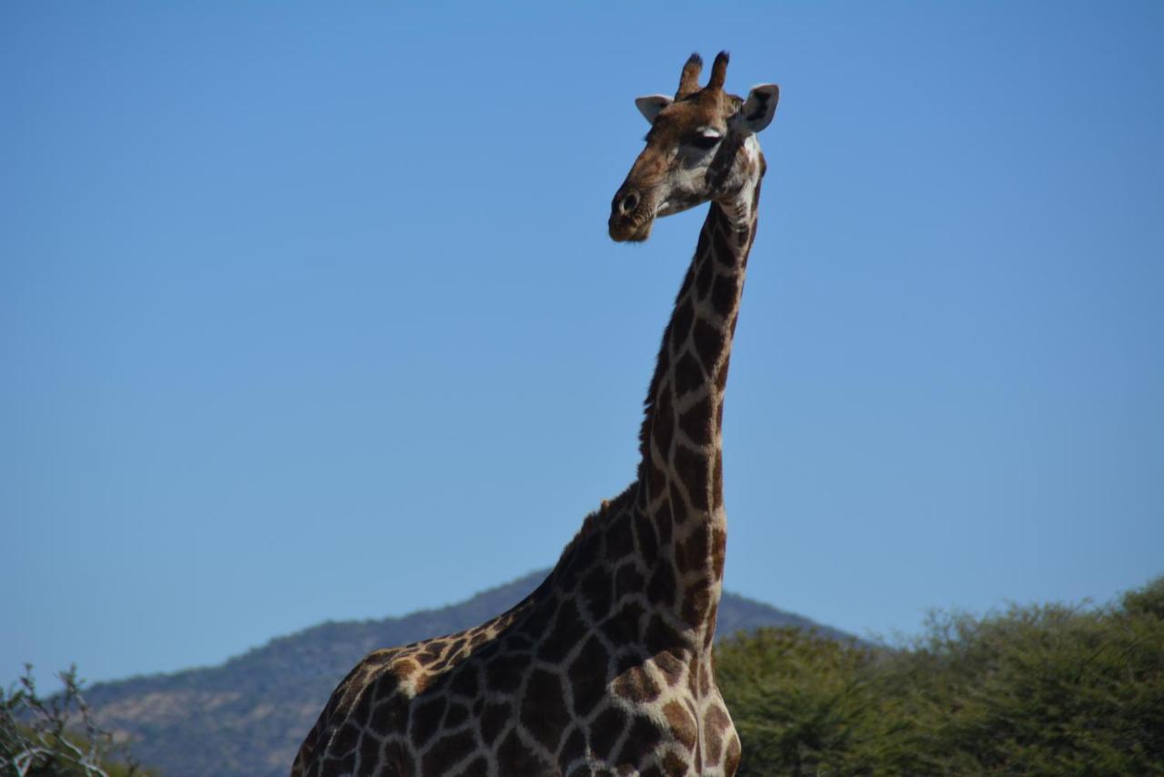 Gabus Game Ranch Villa Otavi Luaran gambar
