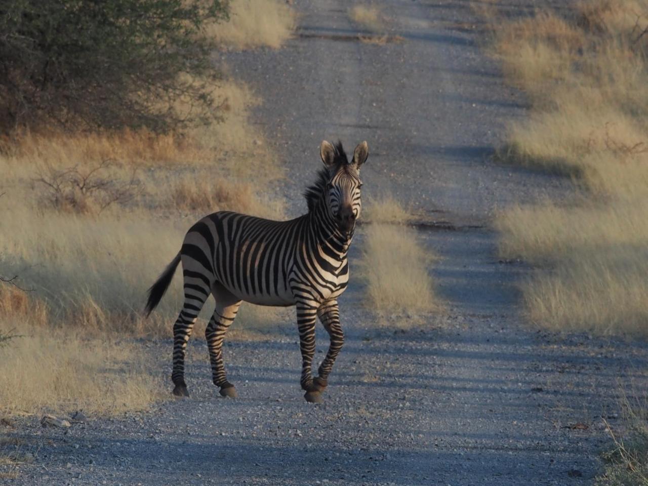 Gabus Game Ranch Villa Otavi Luaran gambar