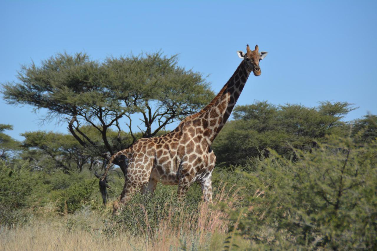 Gabus Game Ranch Villa Otavi Luaran gambar