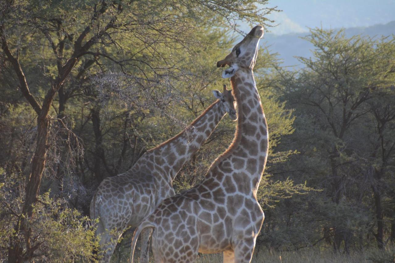 Gabus Game Ranch Villa Otavi Luaran gambar