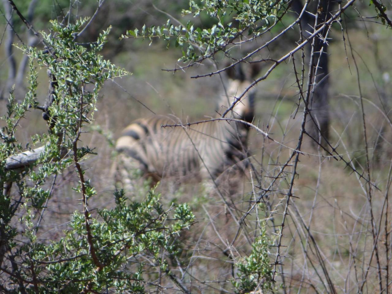 Gabus Game Ranch Villa Otavi Luaran gambar