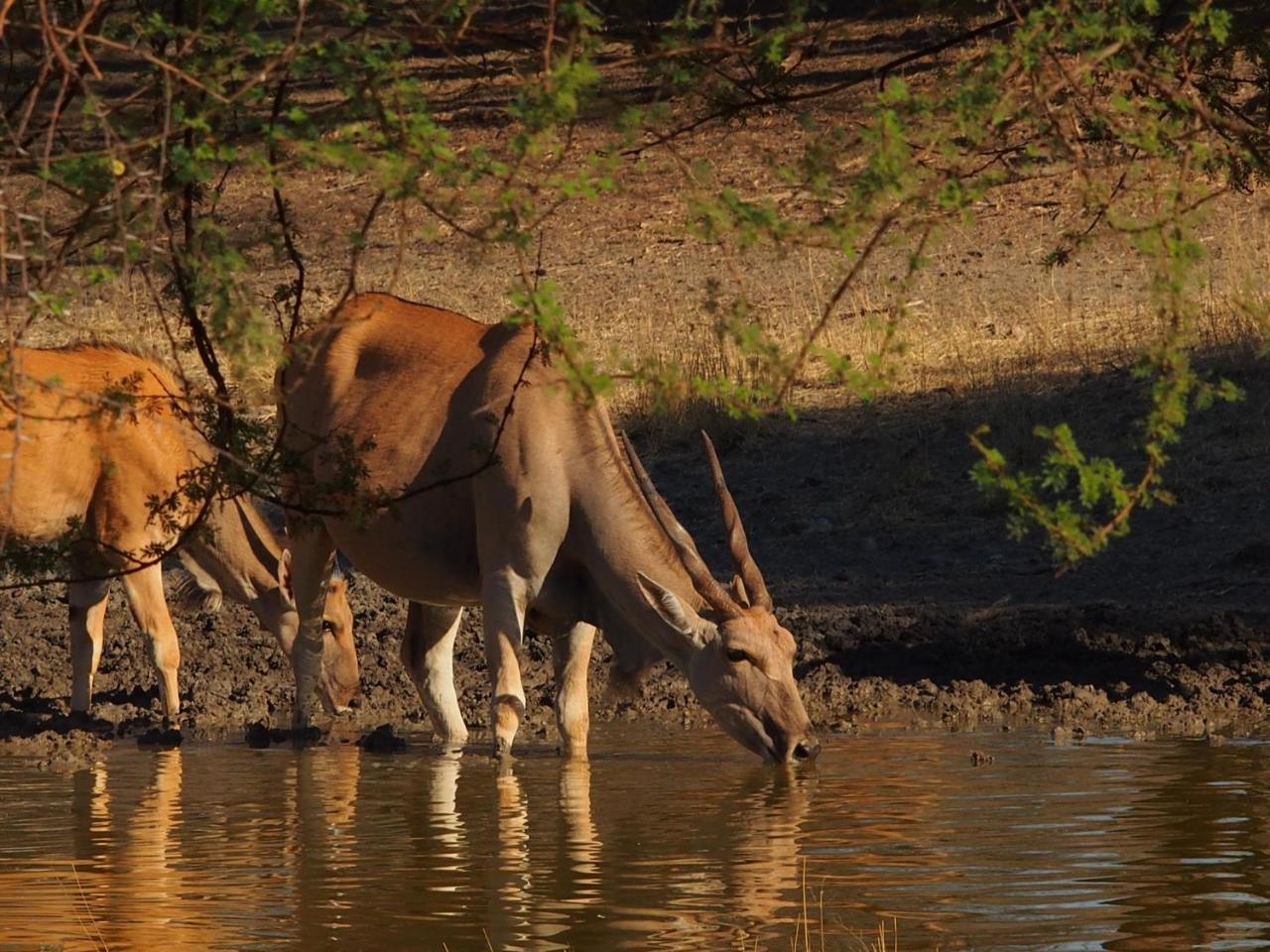 Gabus Game Ranch Villa Otavi Luaran gambar