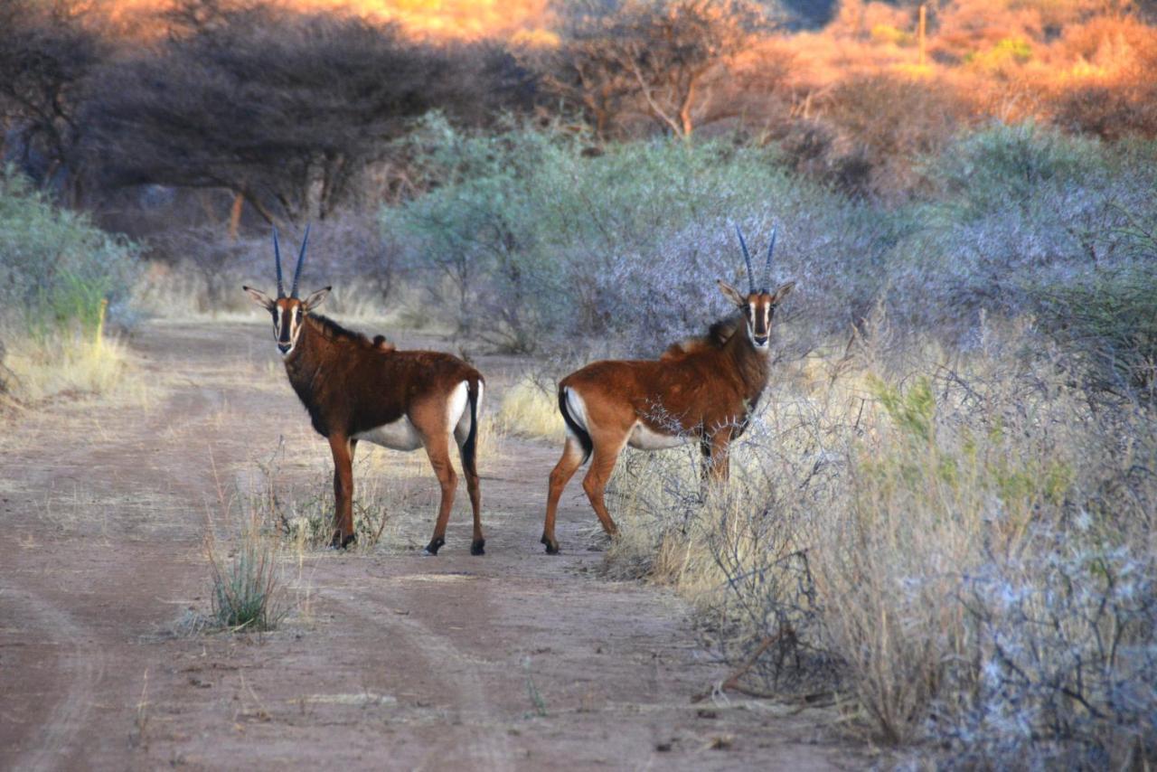 Gabus Game Ranch Villa Otavi Luaran gambar