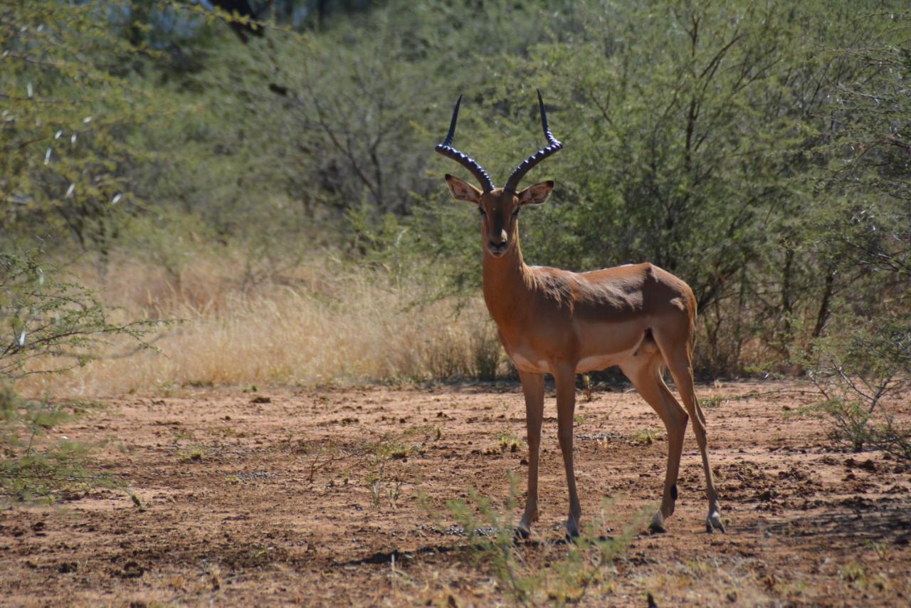 Gabus Game Ranch Villa Otavi Luaran gambar