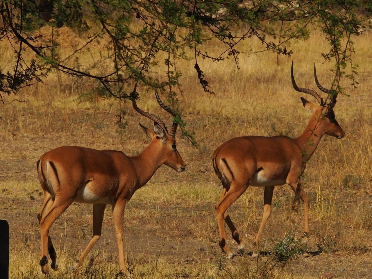 Gabus Game Ranch Villa Otavi Luaran gambar
