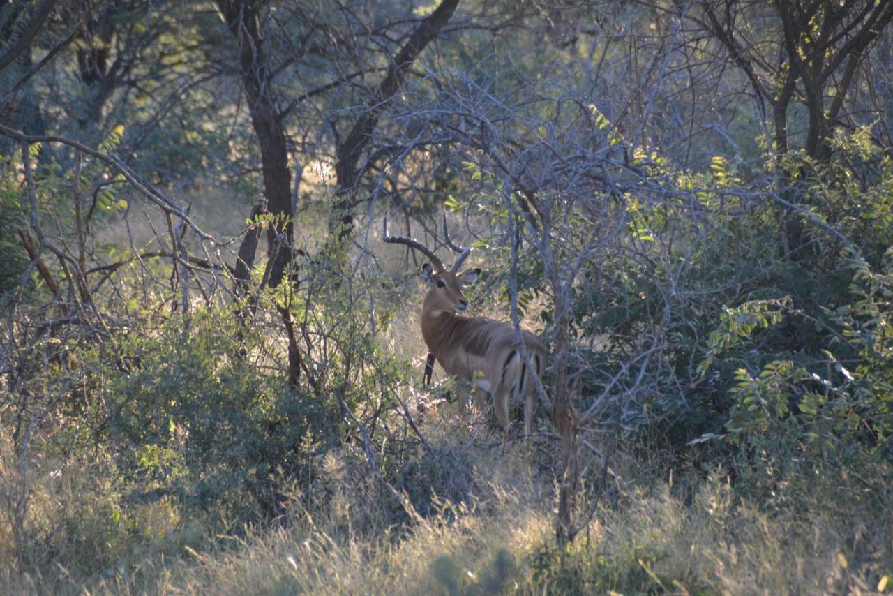 Gabus Game Ranch Villa Otavi Luaran gambar