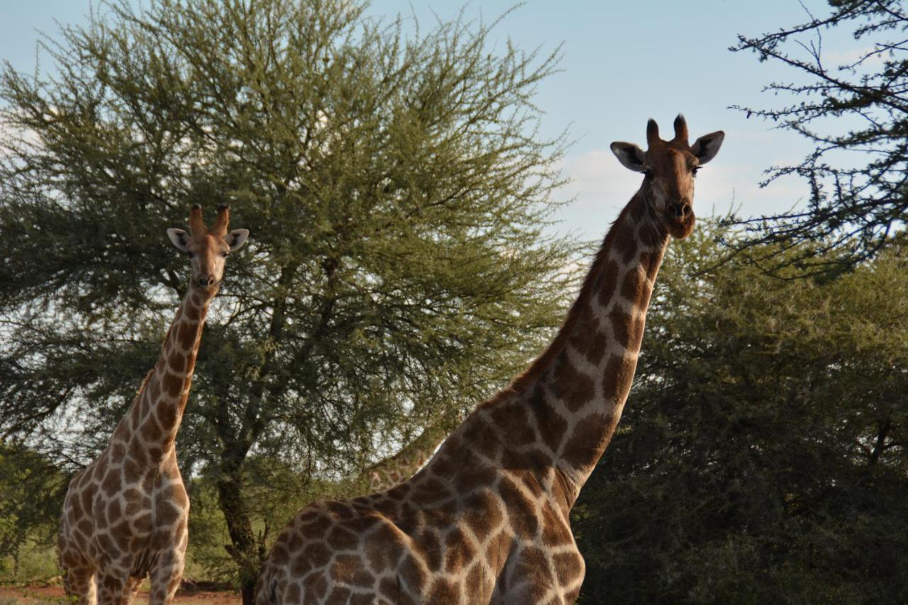 Gabus Game Ranch Villa Otavi Luaran gambar