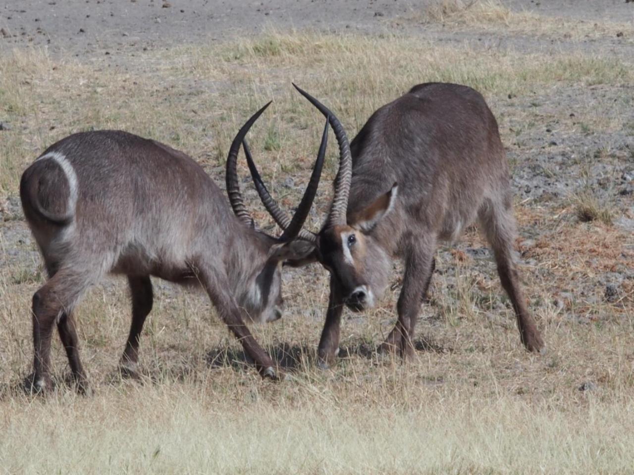 Gabus Game Ranch Villa Otavi Luaran gambar