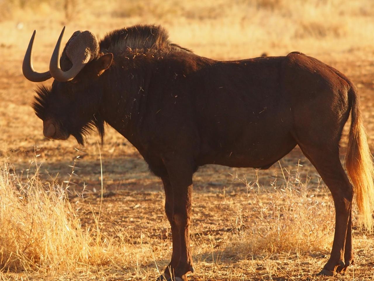 Gabus Game Ranch Villa Otavi Luaran gambar